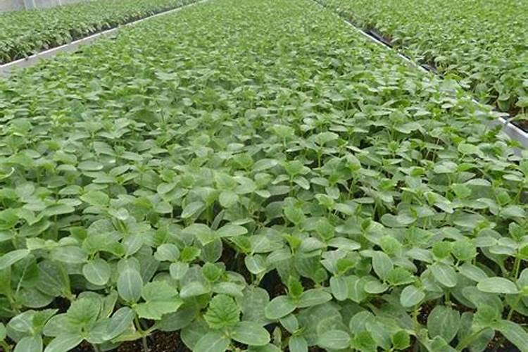 冷棚甜瓜种植技术