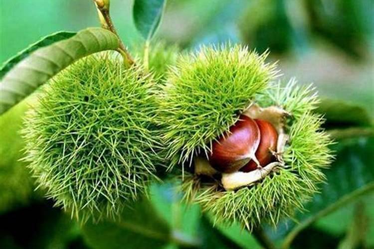 棉花受旱打叶面肥有用吗？