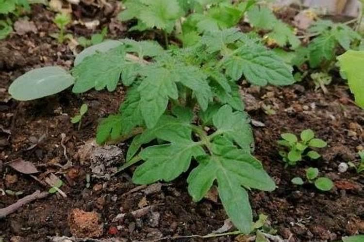 小番茄施什么肥最好