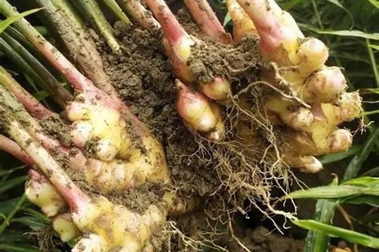 生姜怎么种植？