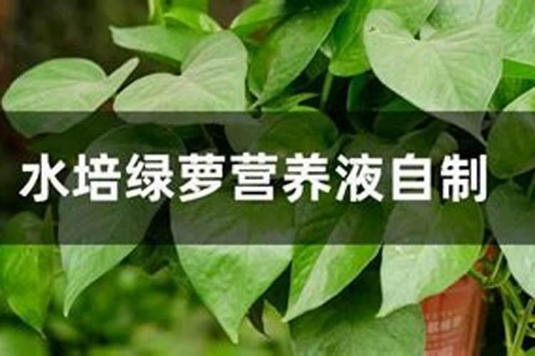 绿萝怎么养才能更旺盛,用什么肥料长得快？