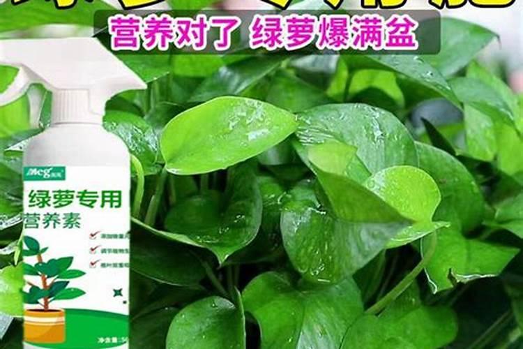 水培绿萝用什么肥怎么养才茂盛