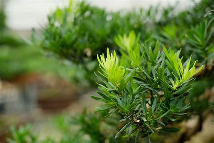 扶桑花花苞老掉是咋回事 扶桑花老掉花苞怎么办