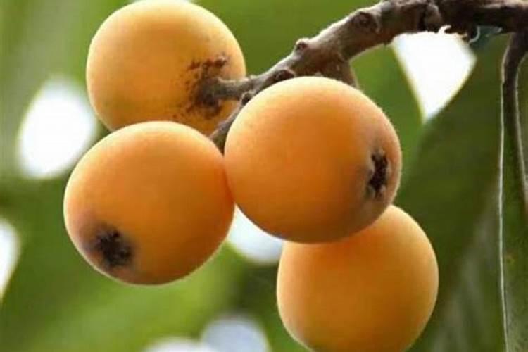 菏泽市定陶区恒兴食用菌种植专业合作社怎么样？