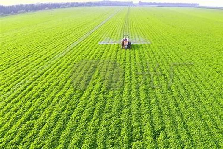 钙硼叶面肥喷施后几天见效果