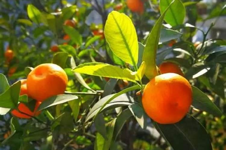 植物生病了,比如烂根.叶子黄==应该用什么方法救治啊？ 有人告诉我说种植...