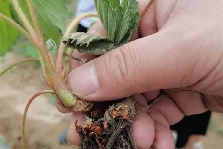 在种植过程中草莓要补钙吗 草莓缺钙怎么办用什么补钙最好