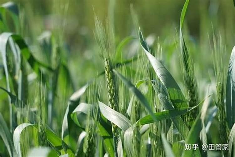 种小麦施什么肥料好？