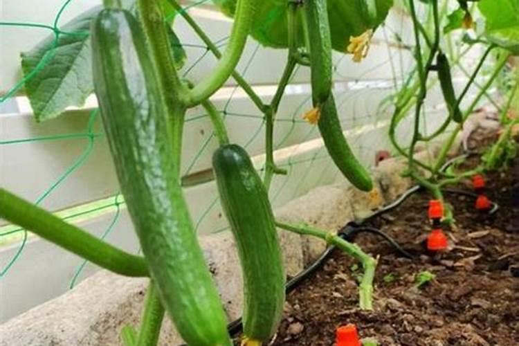 如何种植黄瓜产量高？