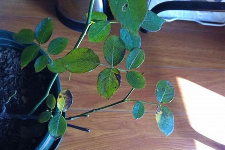 什么肥能让西红柿转色快