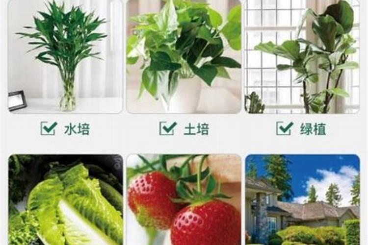 园艺肥品牌推荐