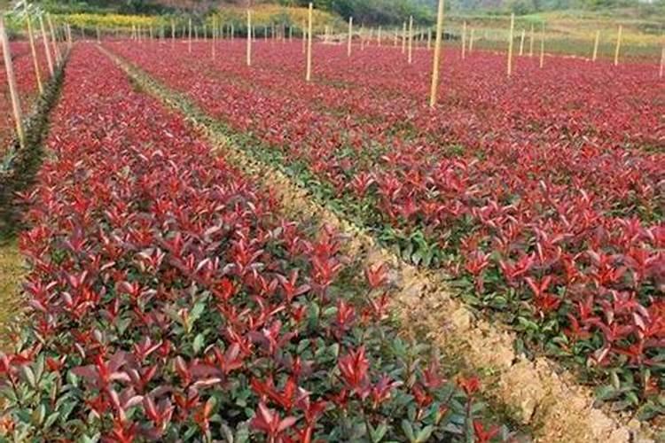 红叶石楠怎样种植成活率高