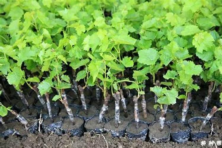 扦插葡萄苗多久施肥
