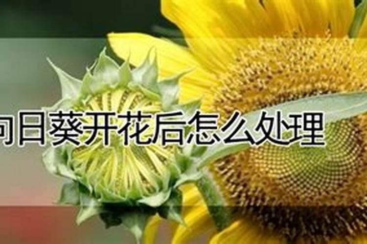 向日葵开花后怎么处理