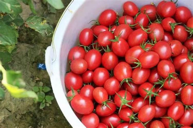 桃树的需肥特性是怎样的？