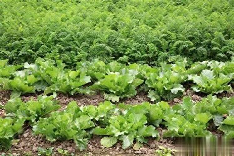 预防白菜腐烂用什么药