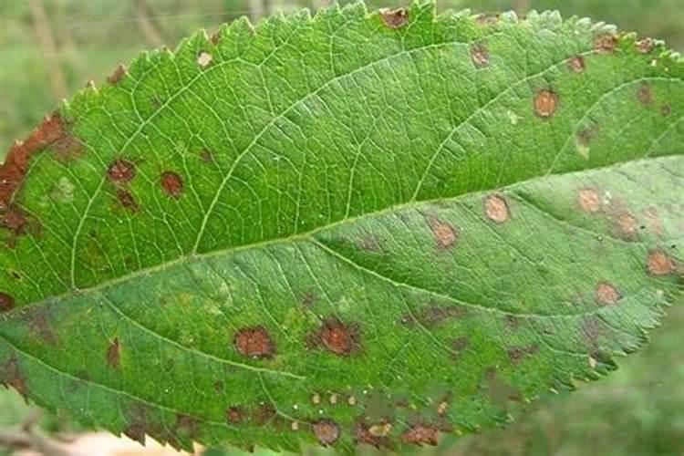 白菜能不能打杀菌药