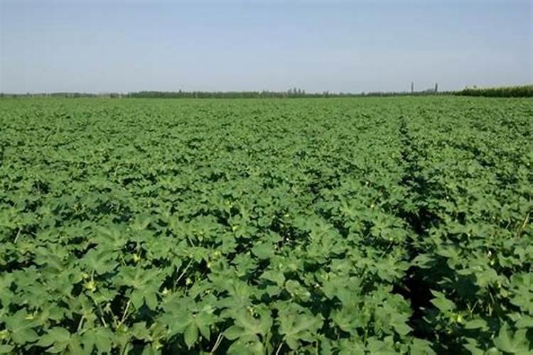 什么肥能促进根的生长