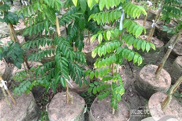 7砘水溶肥多少钱