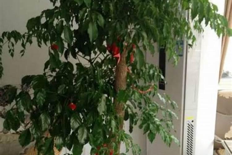 网纹甜瓜水肥管理技术要点