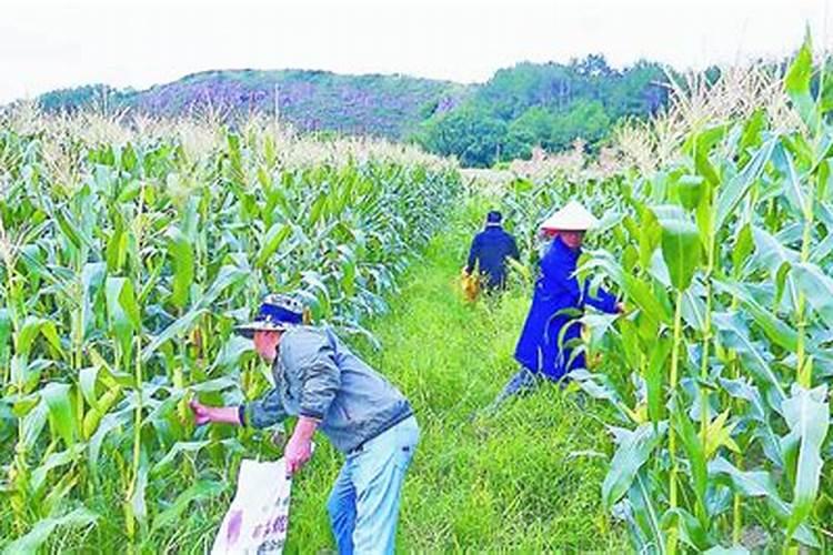 幸福树施什么肥最好