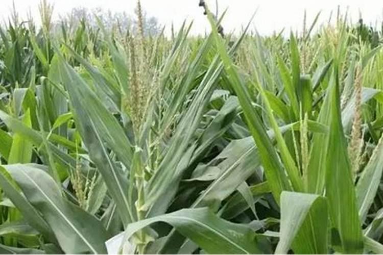 发施大量元素水溶肥是哪里产生的