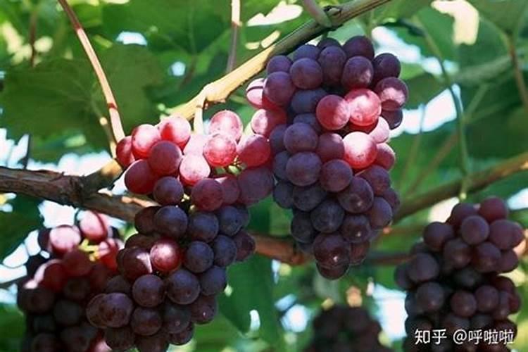 葡萄秋季施肥用什么肥料 怎么施肥效果好