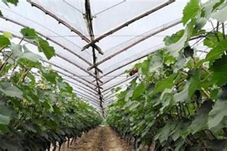种植葡萄施什么肥料