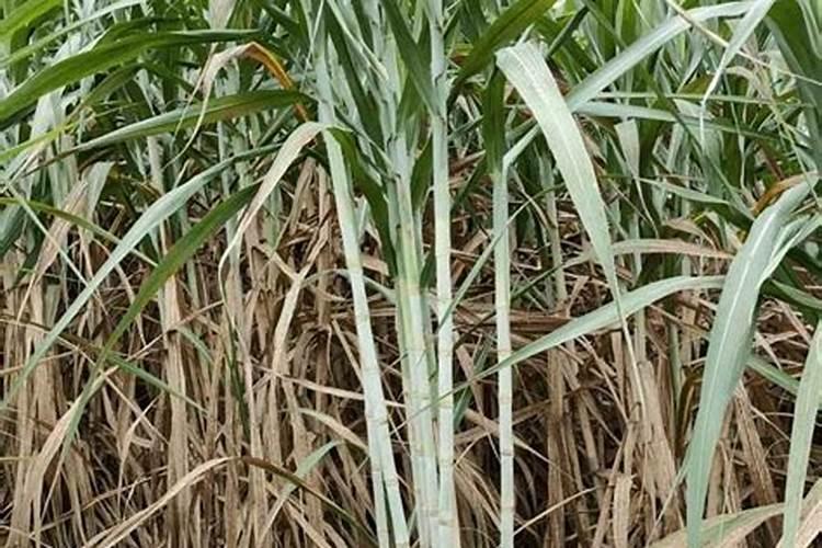 彭果的大量元素水溶肥有哪些