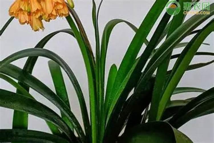 君子兰从几月份施肥摧花