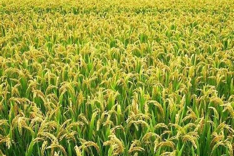 水稻后期贪青晚熟喷施什么叶面肥什么时间喷