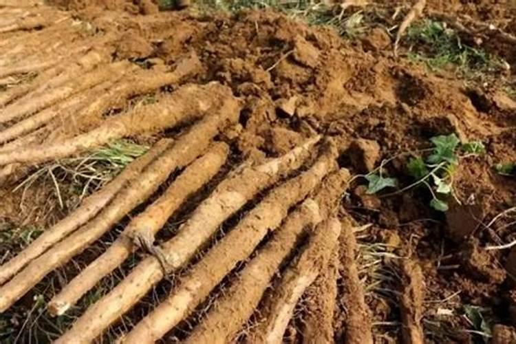 中药材柴胡白芨用什么肥料可以生根？中药材柴胡白芨用什么肥料长根？