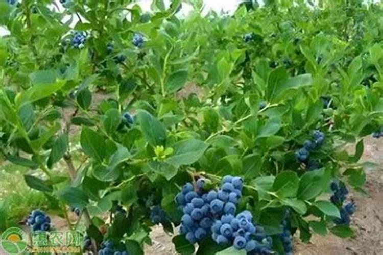 多肽控释流体氮肥多少钱一斤