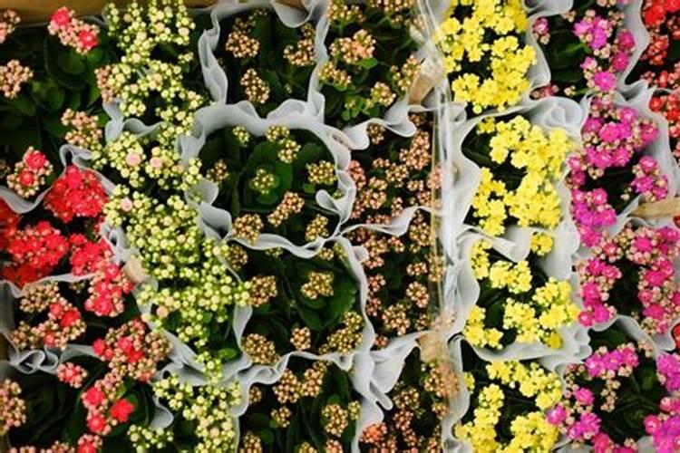 棉花在各生长阶段需要什么肥料