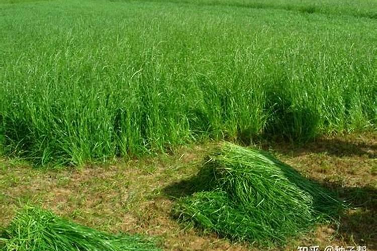种植黑麦草底肥哪种肥料作为最好
