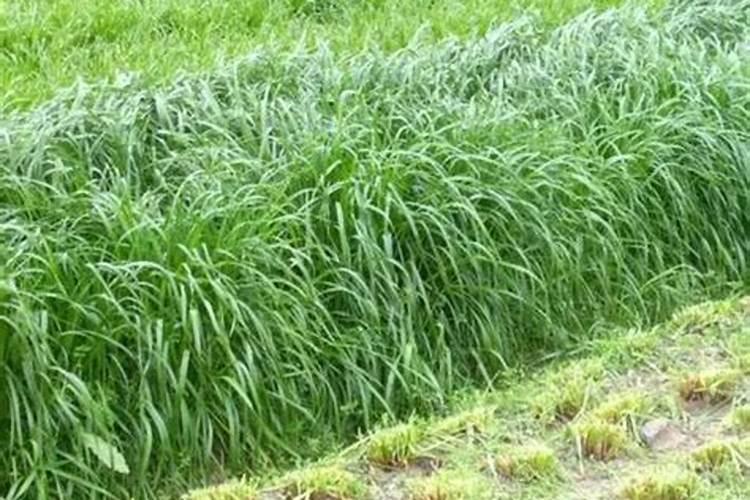 微量元素肥料有哪些 微量元素肥料有什么作用