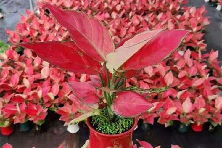 吉利红怎么养才能更旺盛