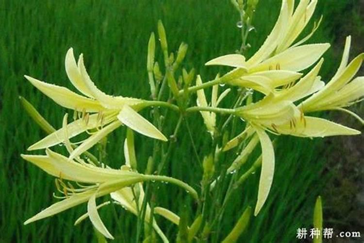 黄花菜正确施肥方法 黄花菜不同时期需要不同的肥吗
