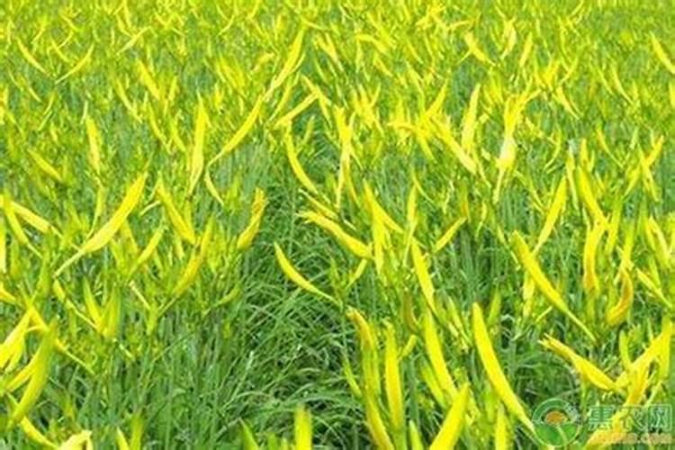 大豆叶面肥的喷施技巧