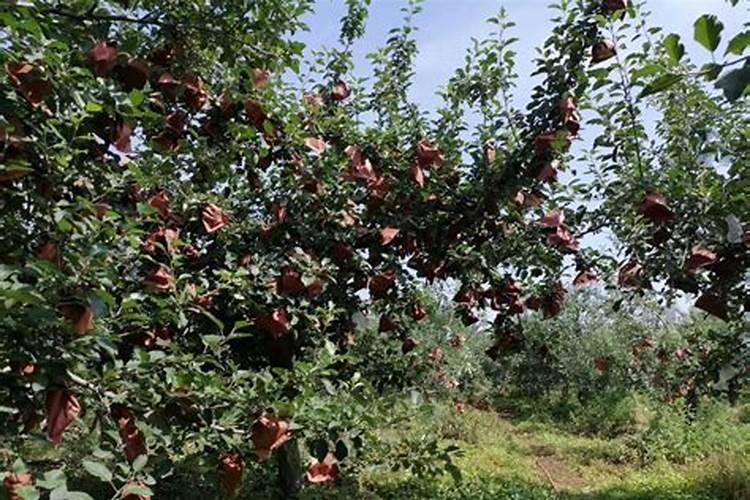 在果树上如何施用钙肥