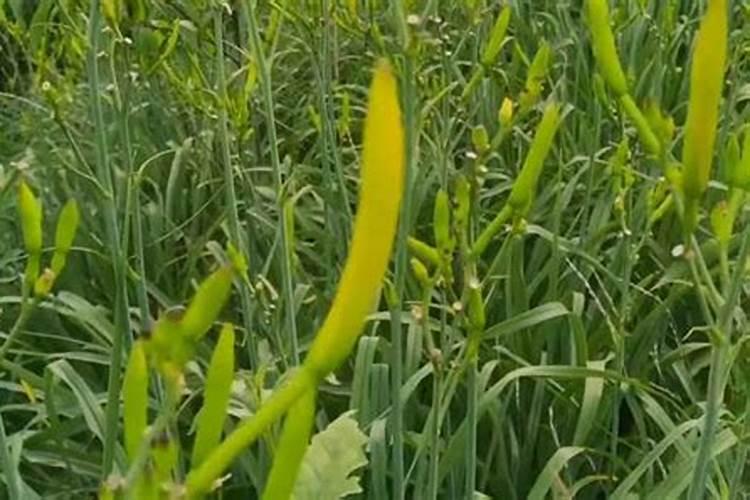 危害重的黄花菜叶斑病如何防治？