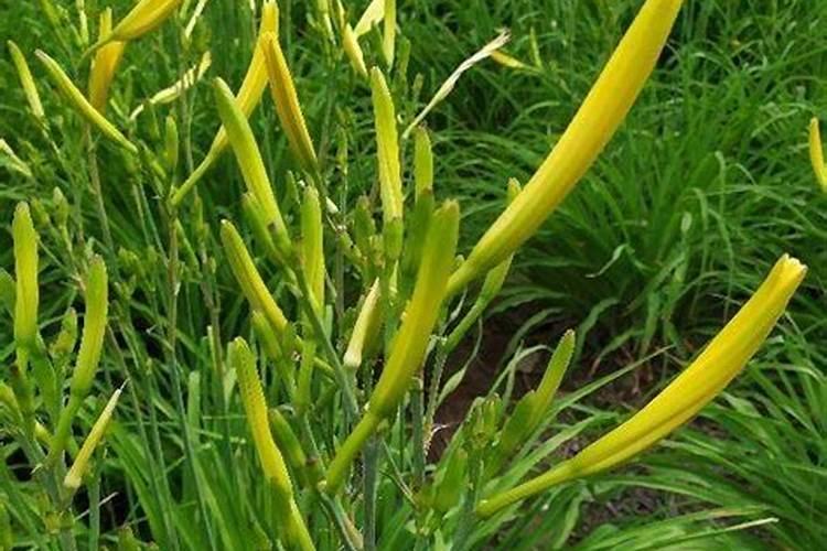 24表芸苔素内酯能给黄花菜用吗？