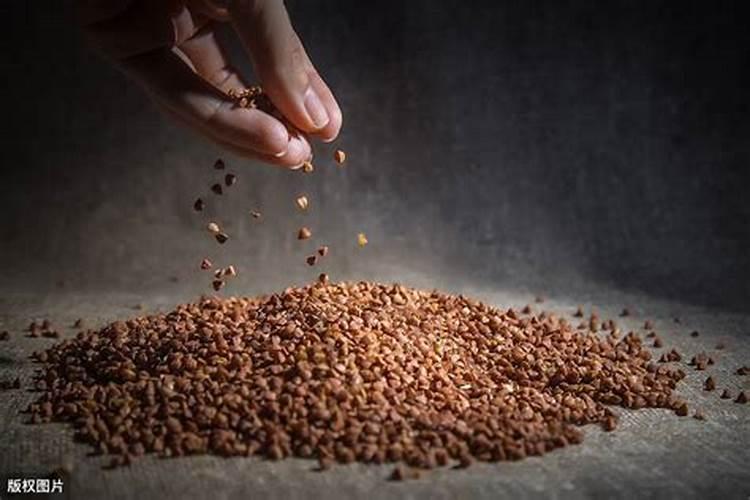 种荞麦肥料比例多少合适