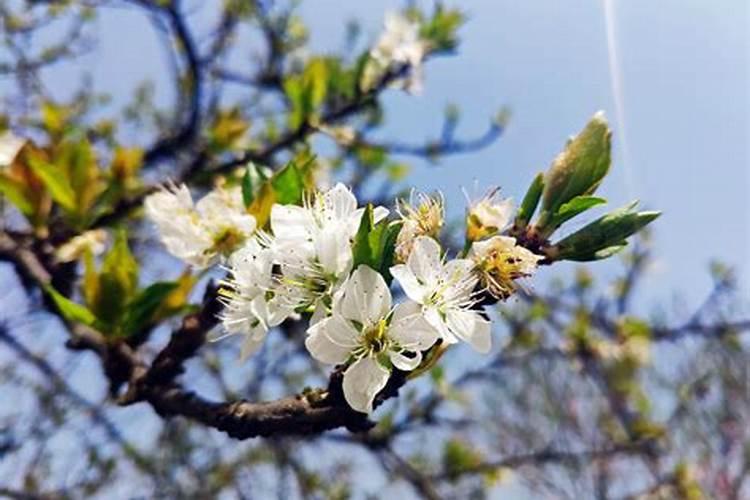 海鲜姿造的介绍