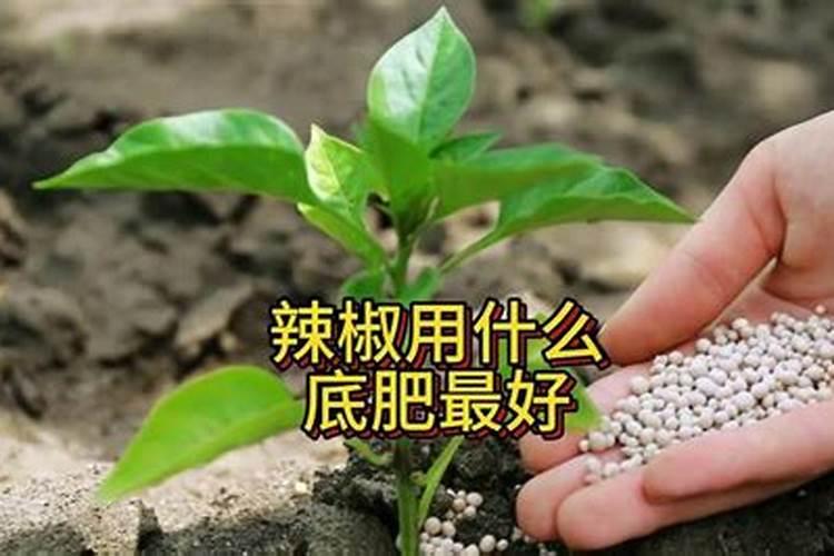 芸豆种上多长时间结芸豆