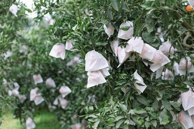 苹果套袋前用什么肥料好？需要注意几点