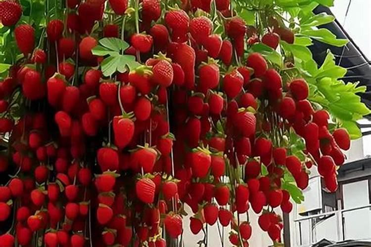 草莓膨果期使用什么肥料效果好