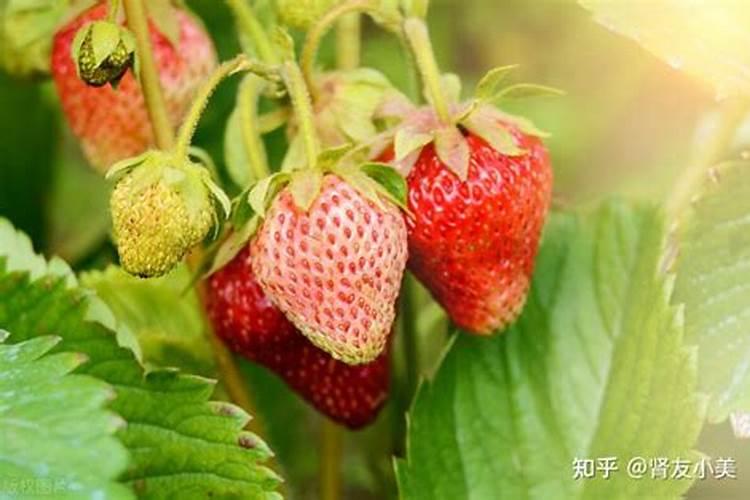 草莓施什么肥料果大
