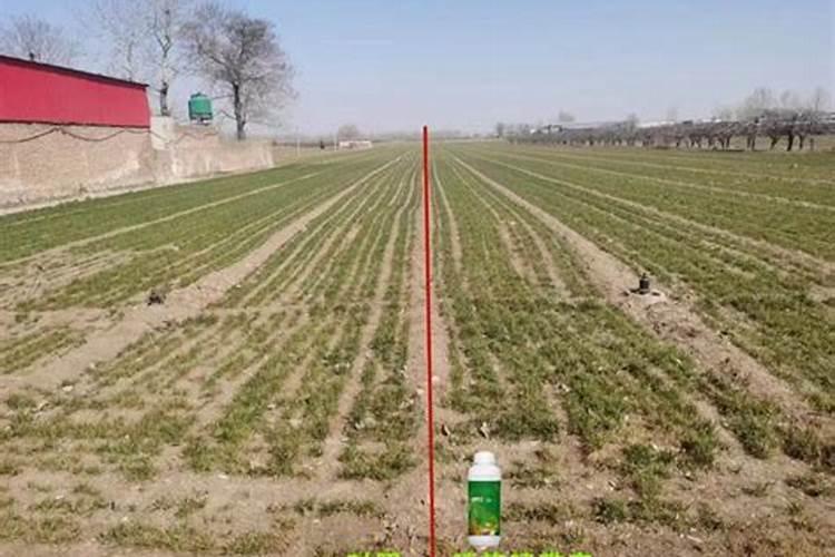 别再傻乎乎地倒掉这5种“垃圾”,拿来养花效果好,还能省大笔钱