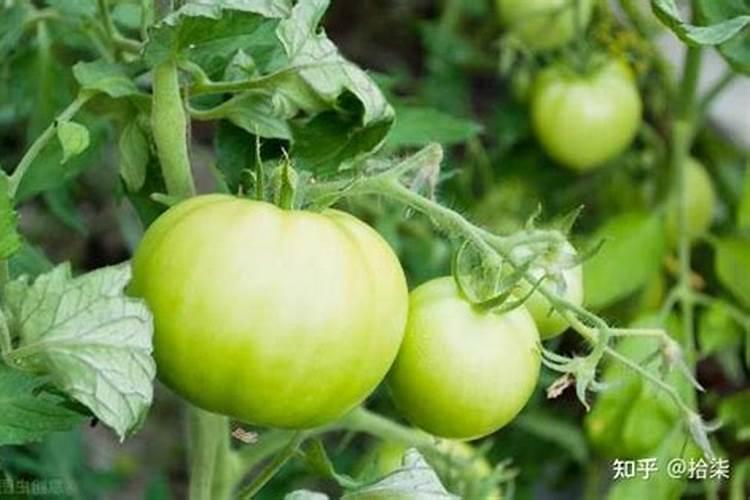菜椒种植时间和方法